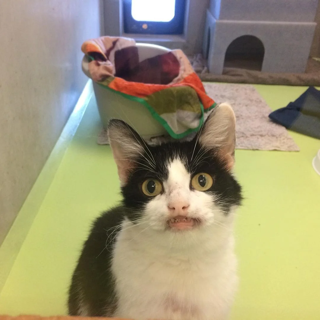 Gatita rescatada de las calles