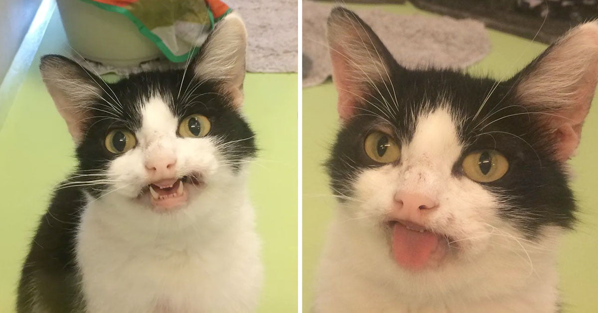 Gatita sonríe todos refugio noten