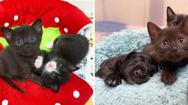Gatitas convierten amigas cachorros refugio