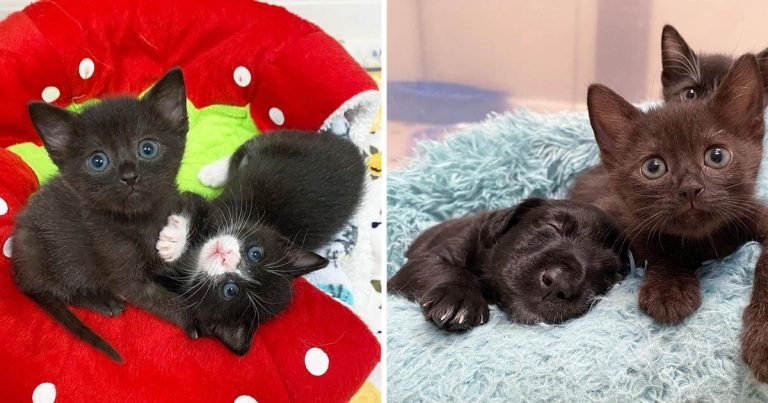Gatitas se convierten en las amigas más dulces de cachorros antes de encontrar el hogar perfecto