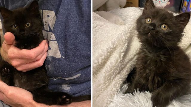 Gatito con una personalidad encantadora se gana el corazón de una familia y sus gatos