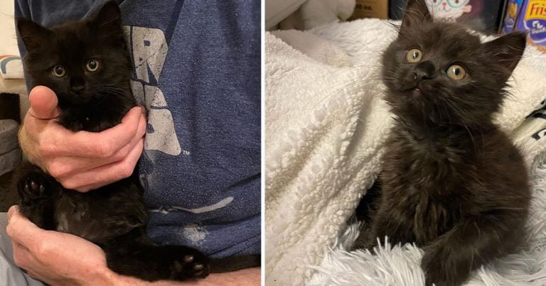 Gatito con una personalidad encantadora se gana el corazón de una familia y sus gatos
