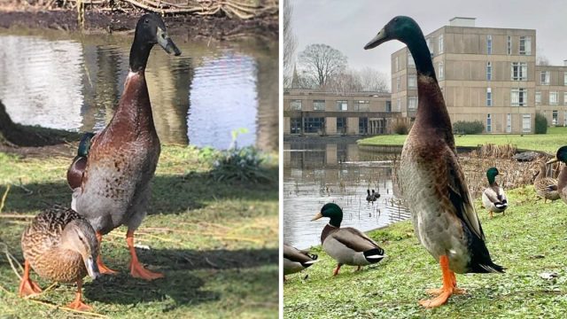 Gente no cree pato súper alto real