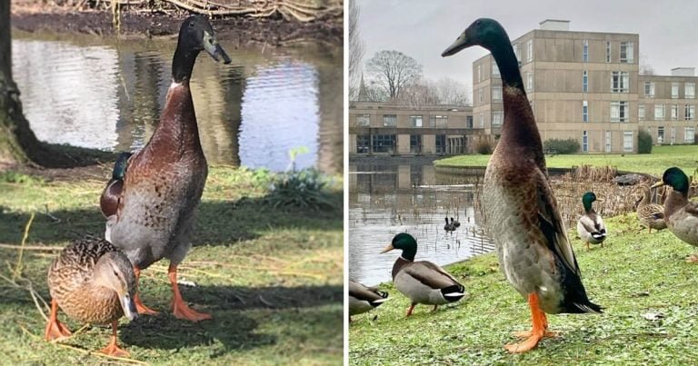 A la gente le cuesta creer que este pato súper alto sea real