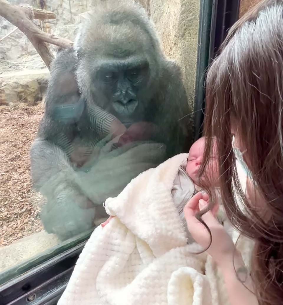 Gorila trae su bebé