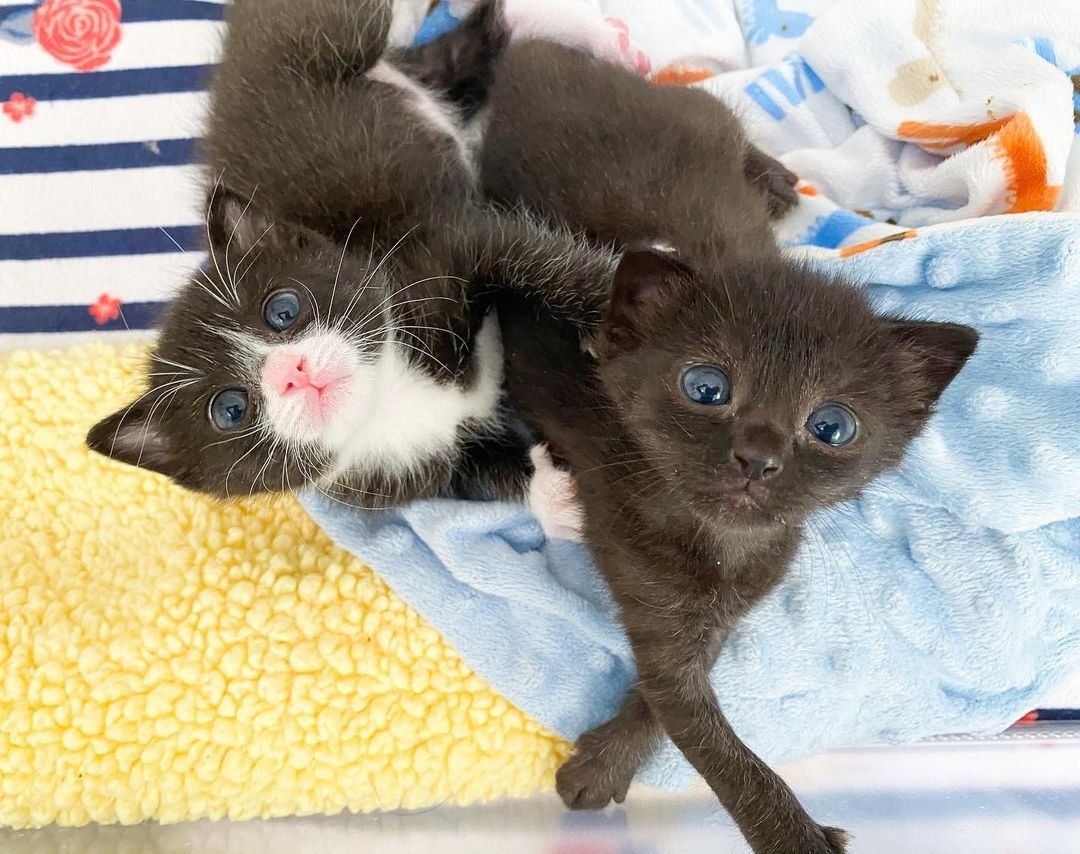 Gatitas se convierten en las amigas más dulces de cachorros antes de encontrar el hogar perfecto 2 Hermosas gatitas rescatadas
