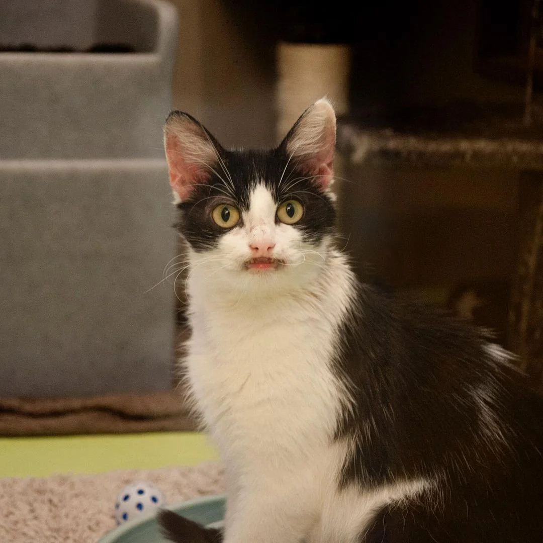 Hermosa gata de esmoquin