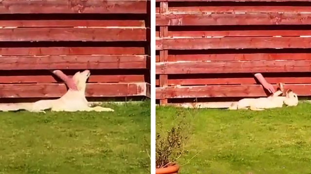 Mujer atrapa a su perro llevando una relación secreta