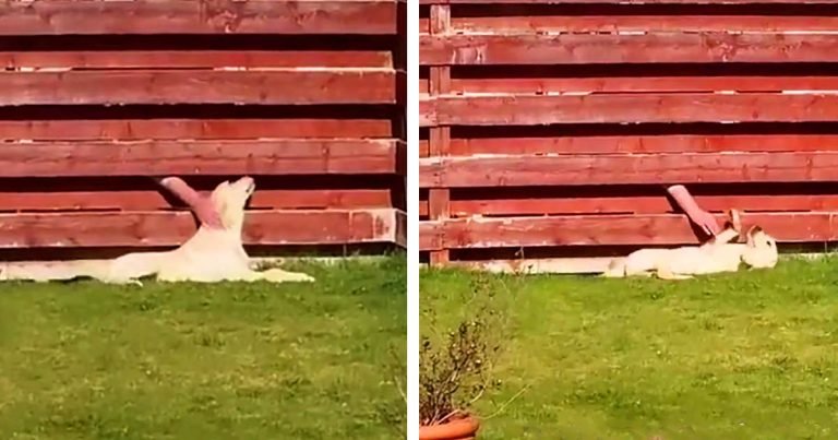 Mujer atrapa a su perro llevando una relación secreta