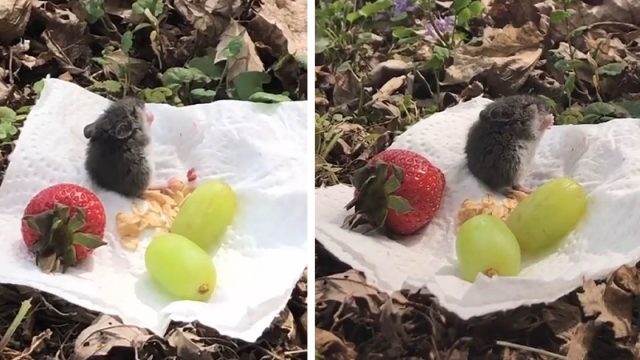 Mujer conoce a un ratón y lo invita a un pequeño picnic
