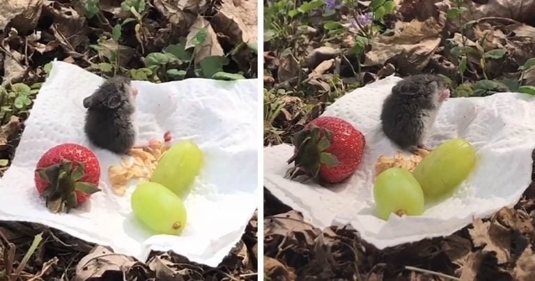 Mujer conoce a un ratón y lo invita a un pequeño picnic