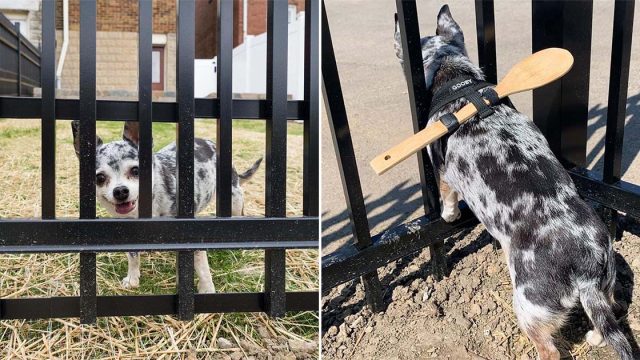 Mujer vence a su perrita