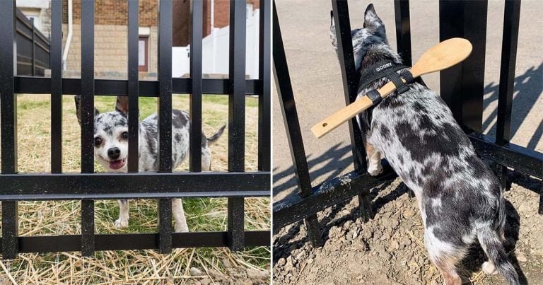 Mujer vence a su perrita