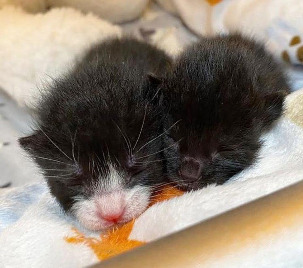 Gatitas se convierten en las amigas más dulces de cachorros antes de encontrar el hogar perfecto 1 Pequeñas gatitas encuentran el hogar perfecto
