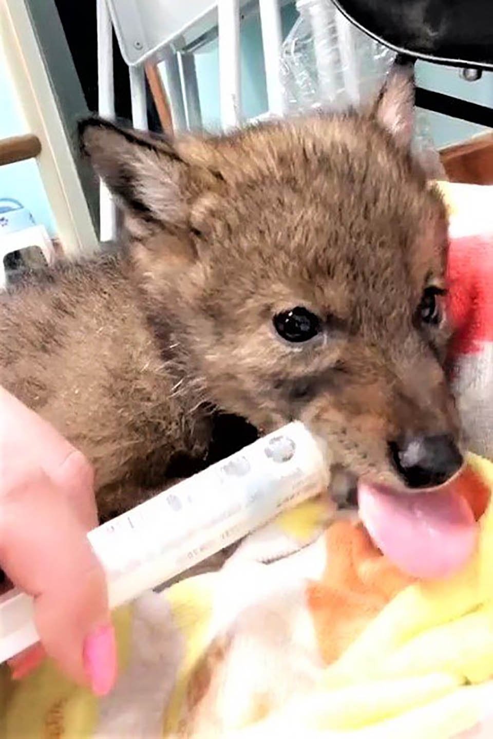 Pequeño coyote recibe cuidados médicos