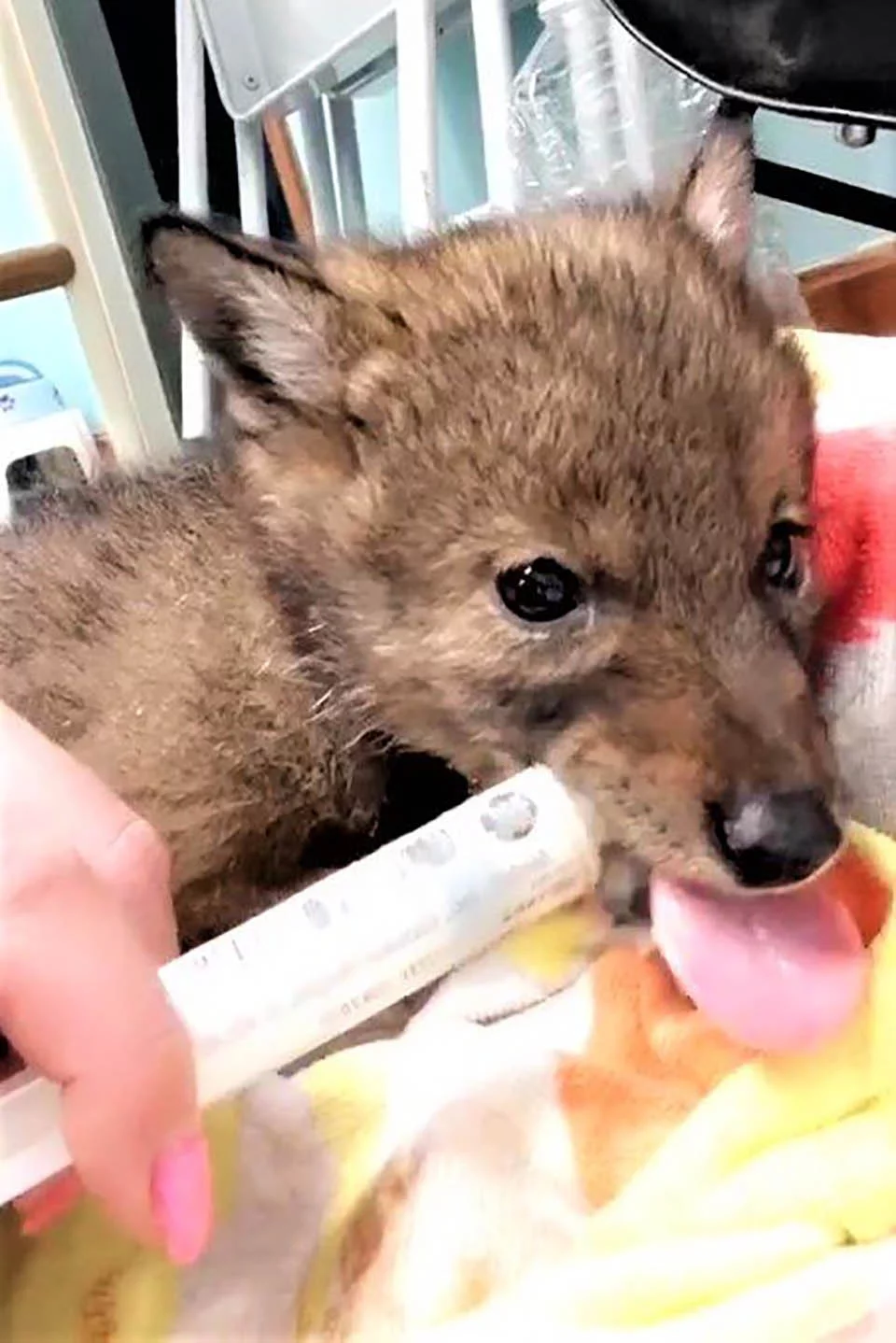 Policía amable va más allá para ayudar a un pequeño y solitario coyote 2 Pequeño coyote recibe cuidados médicos