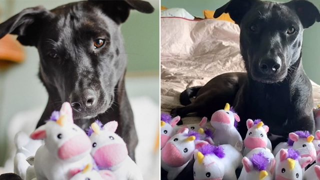 Perrita obsesionada con unicornios de juguete