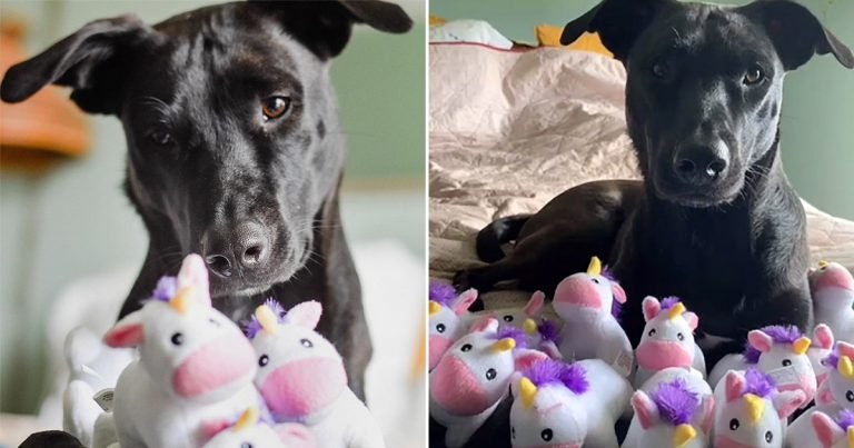 Perrita obsesionada con unicornios de juguete