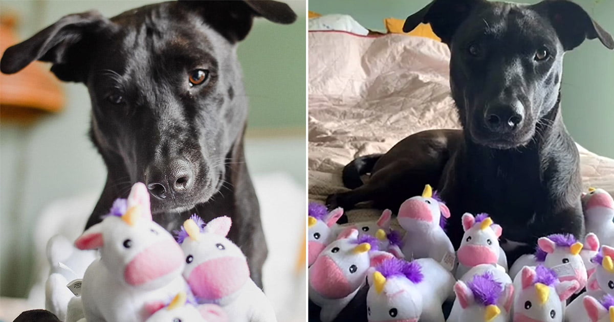 Perrita obsesionada con unicornios de juguete