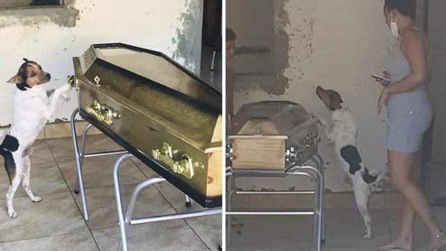 Perrito llora no aparta ataúd madre