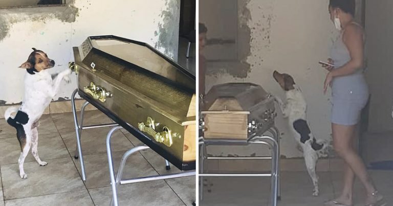 Perro llora y no se aparta del ataúd de su madre durante el velorio