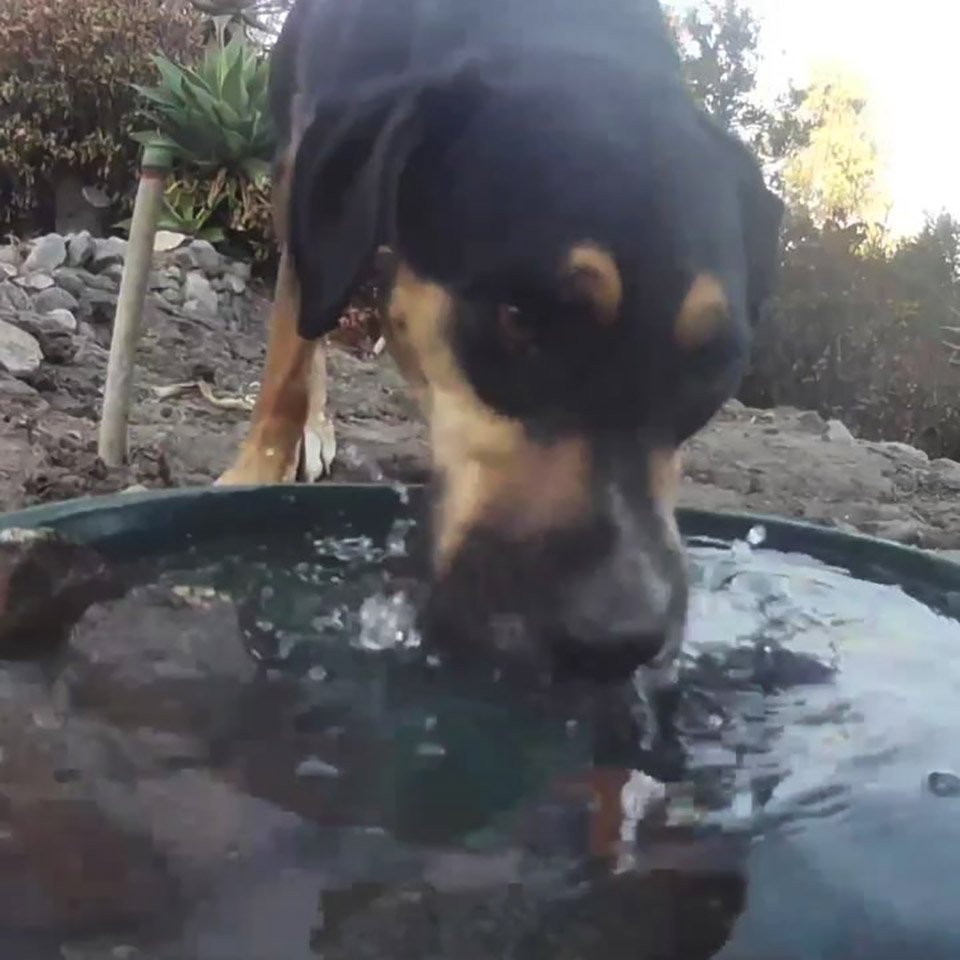 Perrito tomando agua en la fuente