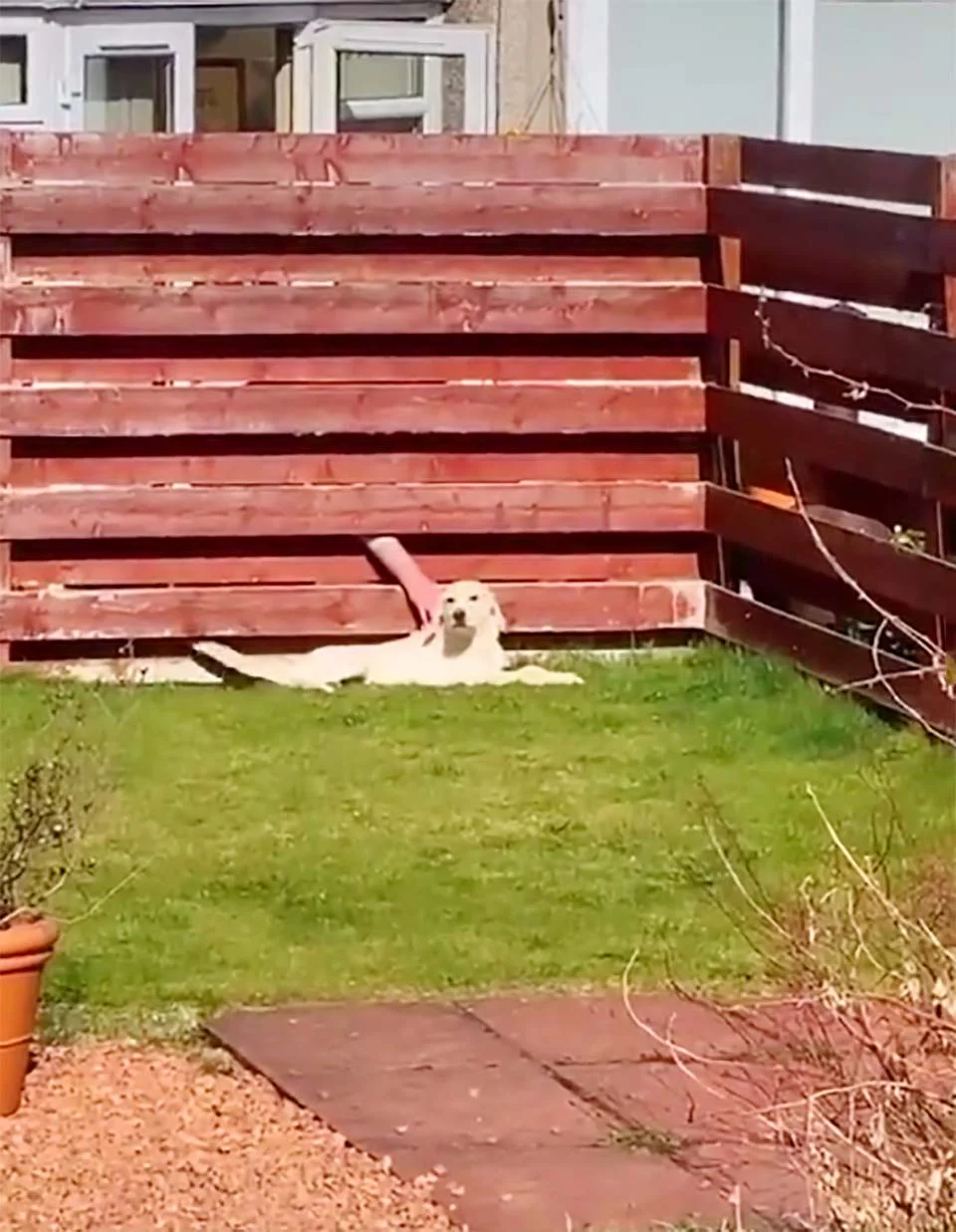 Perrito y su vecino tras la cerca