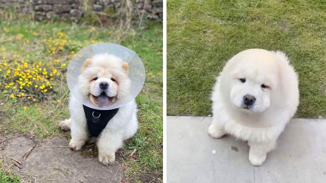 Perro intenta vengarse del cono y le sale muy mal