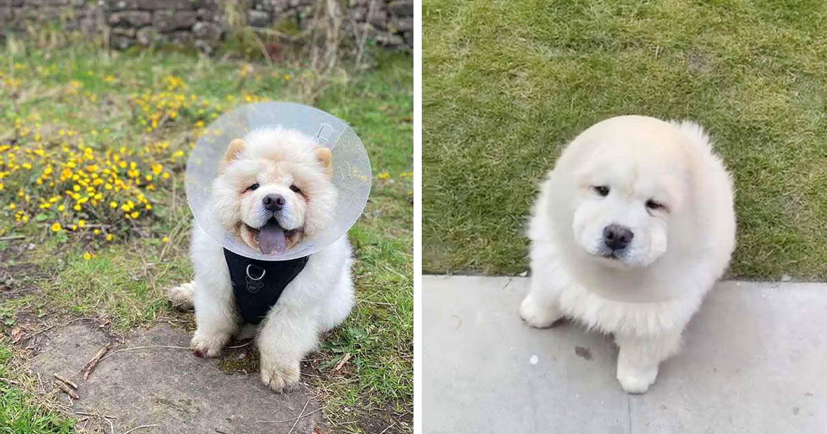 Perro intenta vengarse del cono y le sale muy mal