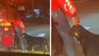 Perro se acerca a un mensajero en moto para pedirle un poco de cariño