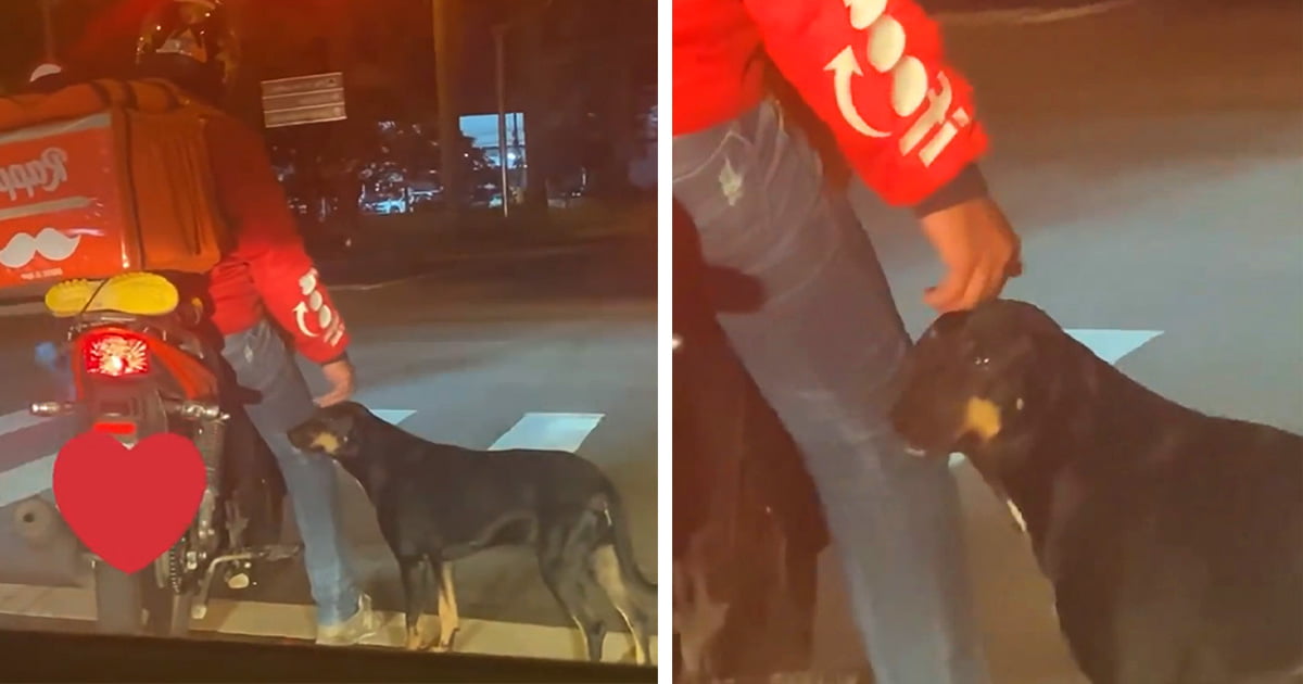 Perro se acerca a un mensajero en moto para pedirle un poco de cariño