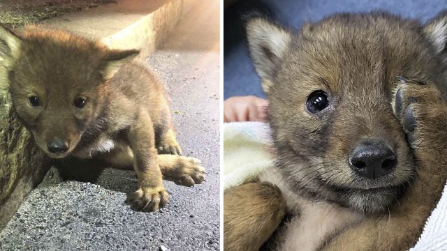 Policía amable va más allá para ayudar a un pequeño y solitario coyote