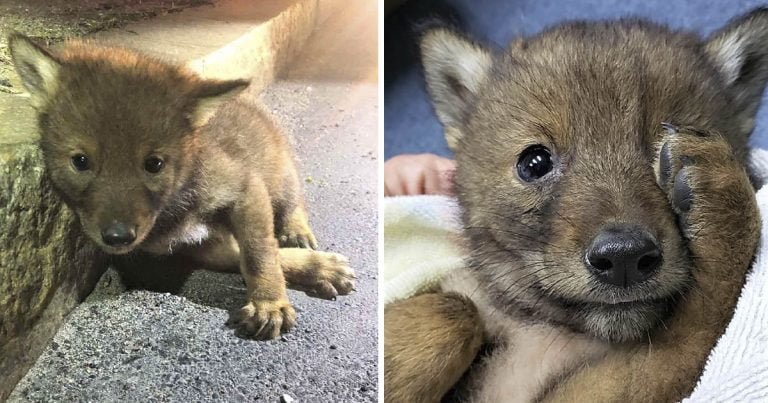 Policía amable va más allá para ayudar a un pequeño y solitario coyote