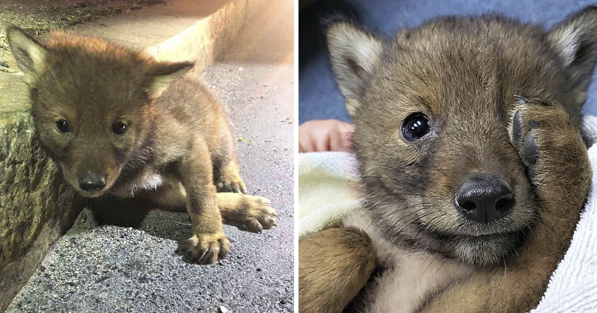 Policía amable va más allá para ayudar a un pequeño y solitario coyote
