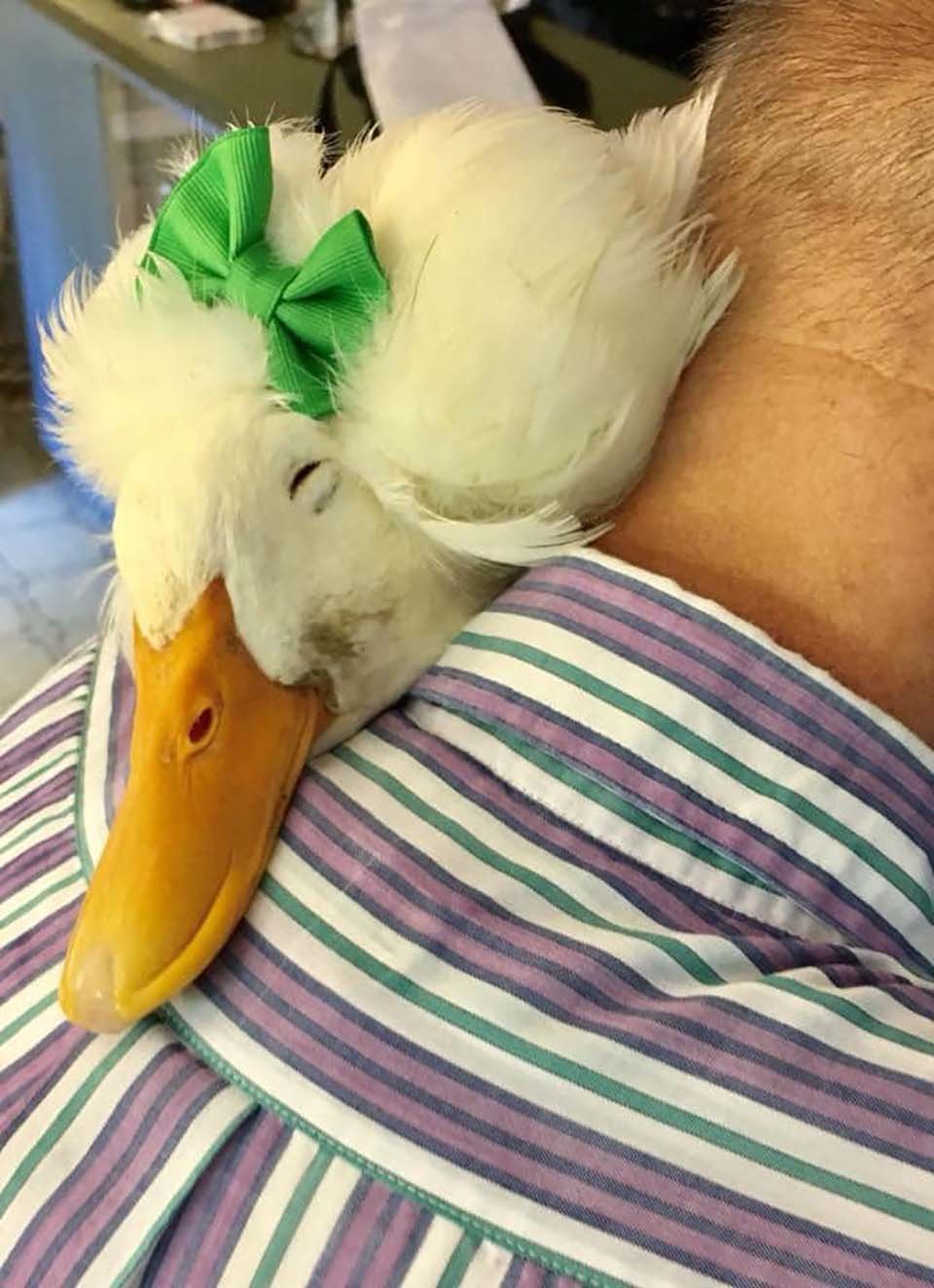 Conoce a Gertrude, la pata que es famosa por su "cabello" 2 Adorable pato mascota