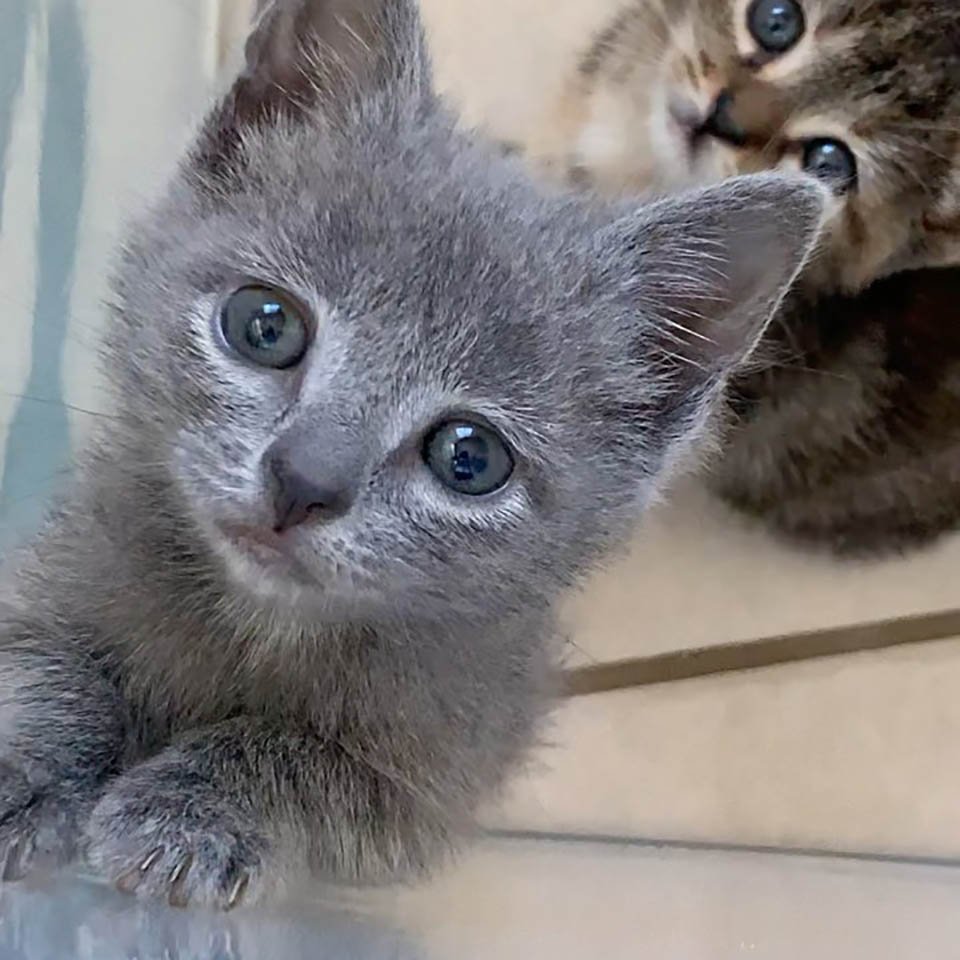 Adorables gatitos rescatados