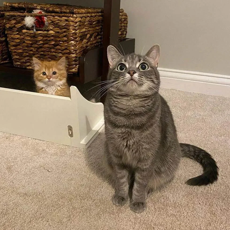 Amiga de gatitos