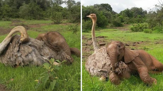 Avestruz acurruca a elefantes huérfanos para que se sientan mejor después de perder a sus madres