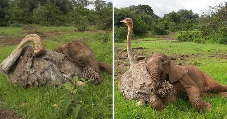 Avestruz acurruca a elefantes bebés para que se sientan mejor después de perder a sus madres