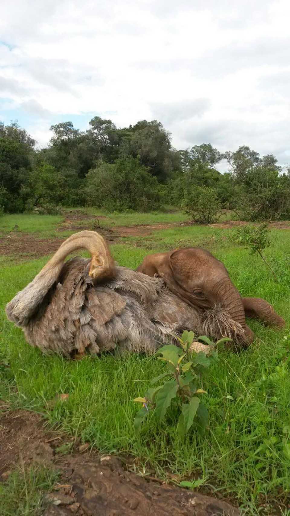 Avestruz y elefante descansan juntos