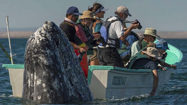 Ballena aparece detrás de los turistas mientras miran hacia el lado equivocado
