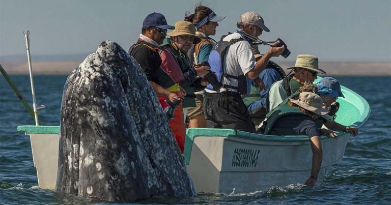 Ballena aparece detrás de los turistas mientras miran hacia el lado equivocado