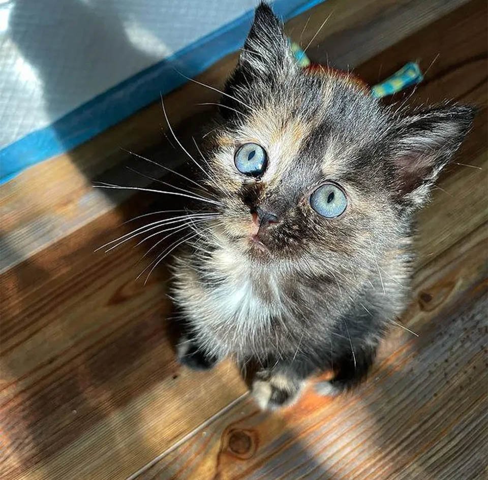 Gatitas con mucha actitud se cuidan una a la otra y se hacen amigas de otros gatos en el camino 2 Bloom