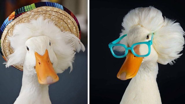 Conoce a Gertrude, la pata que es famosa por su cabello