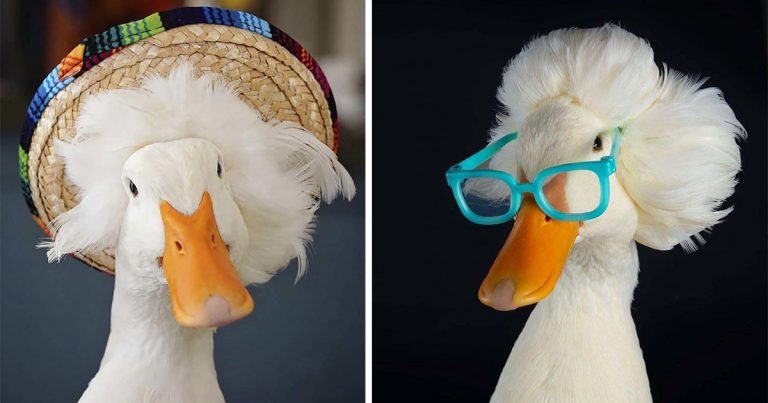 Conoce a Gertrude, la pata que es famosa por su «cabello»