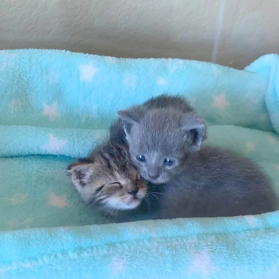 Diminutos gatitos