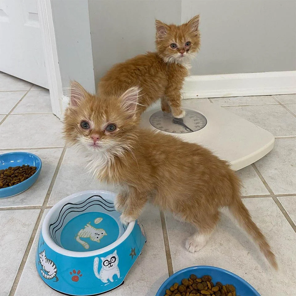Felinos alimentándose