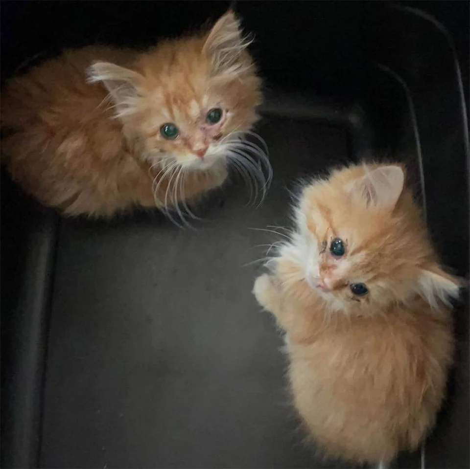 Felinos rescatados