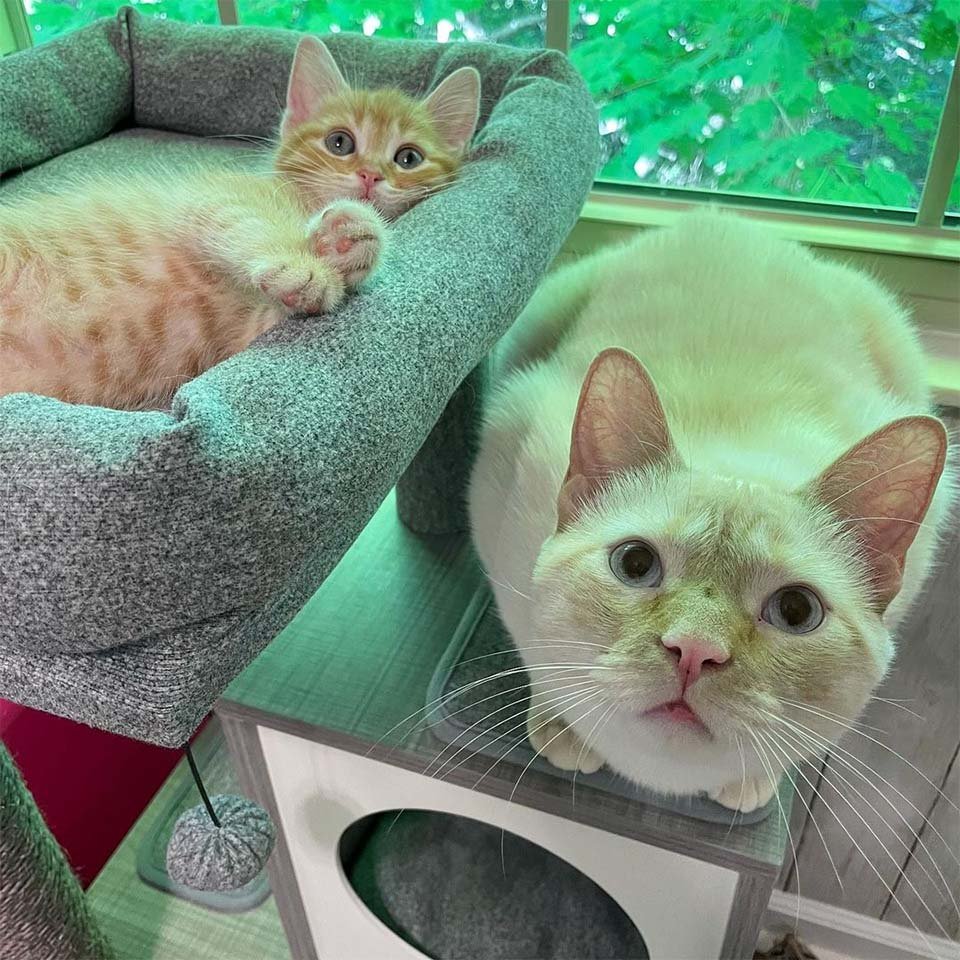 Gatitas con mucha actitud se cuidan una a la otra y se hacen amigas de otros gatos en el camino 8 Flower y Bear