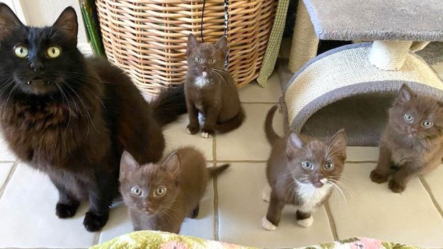 Gata gatitos marrones prosperan gracias familia